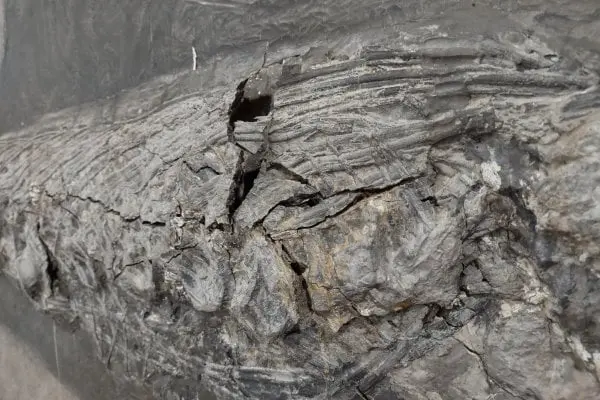 Holzmaden_Fossilien_Echtheit Holzmaden_Fossilien_Echtheit