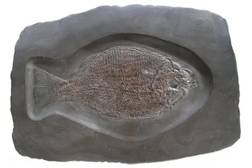 Holzmaden_Fossilshop_Dapedium Holzmaden_Fossilshop_Dapedium