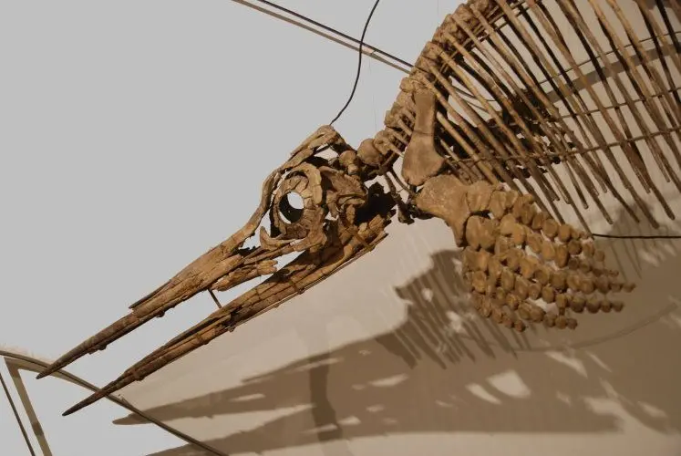 Holzmaden_Ichthyosaur