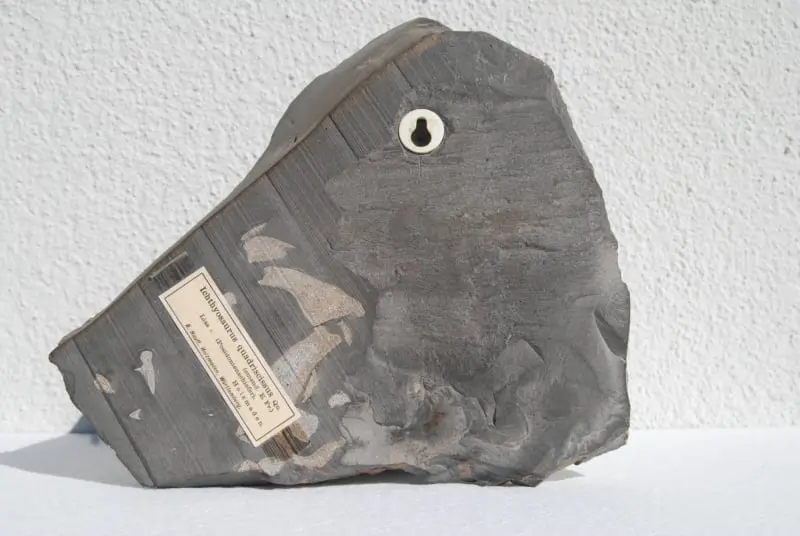 Stenopterygius quadriscissus_Holzmaden_09d