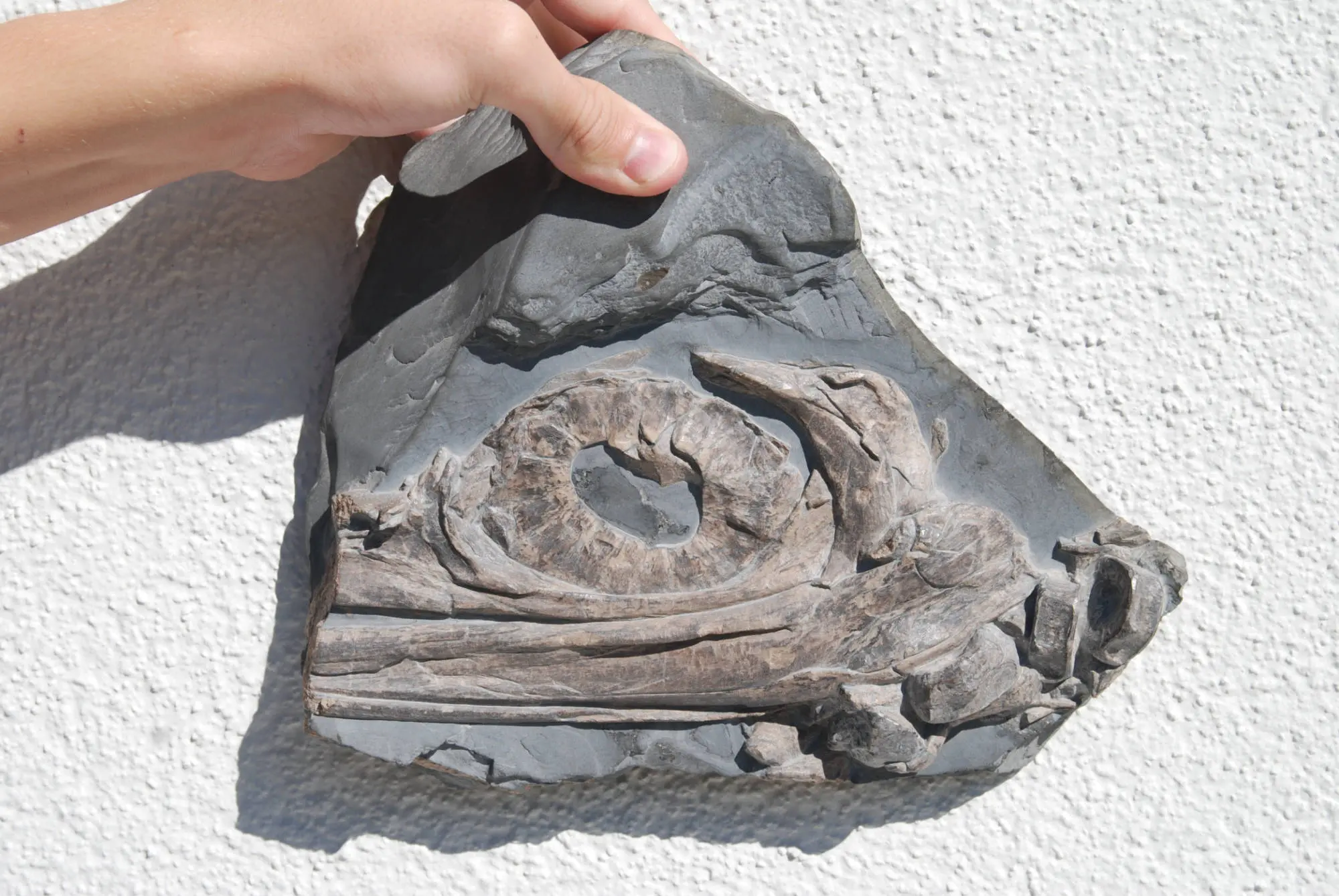 Stenopterygius quadriscissus_Holzmaden_09c