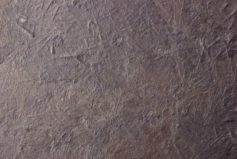 Diademopsis crinifera_Holzmaden_01d