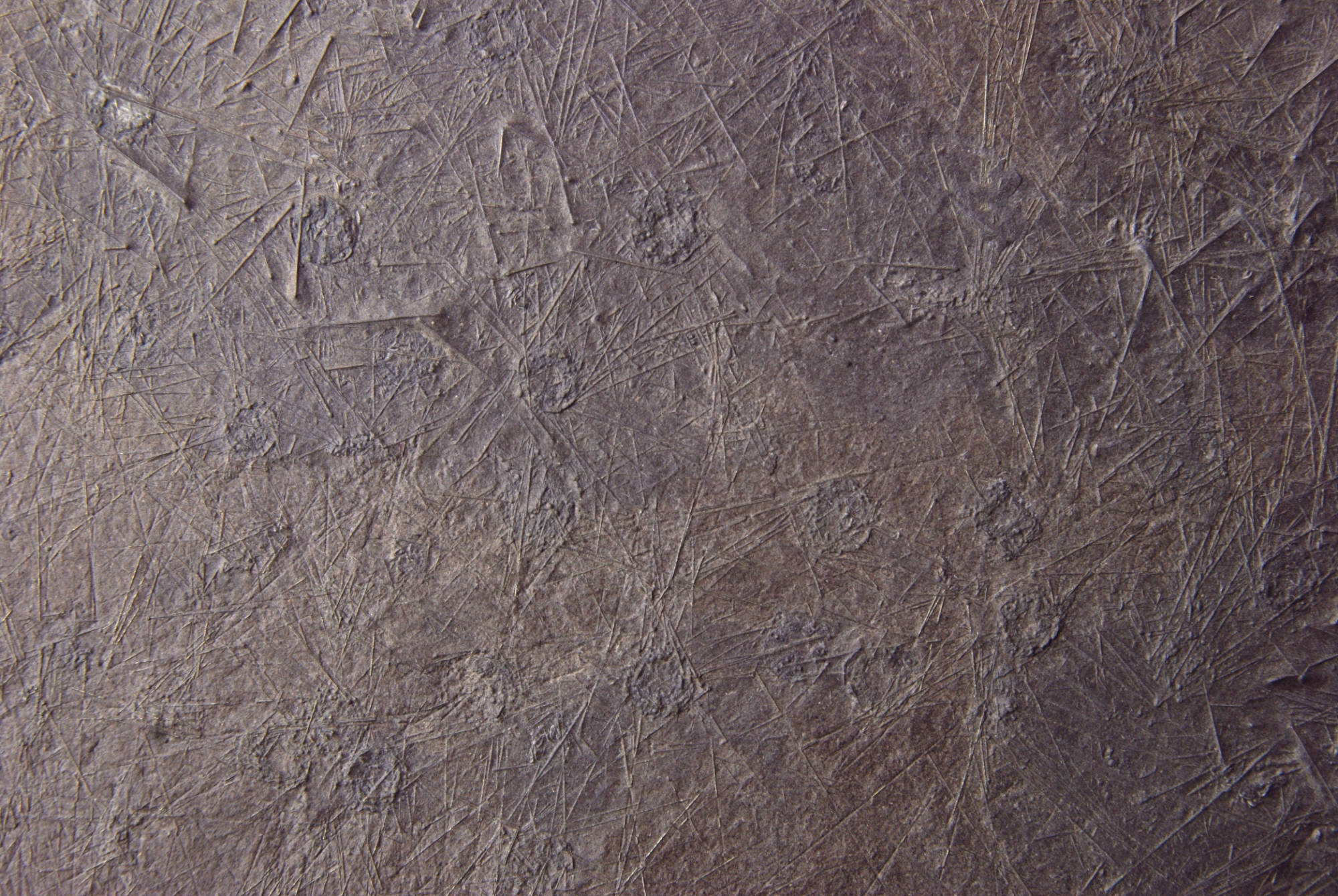 Diademopsis crinifera_Holzmaden_01d