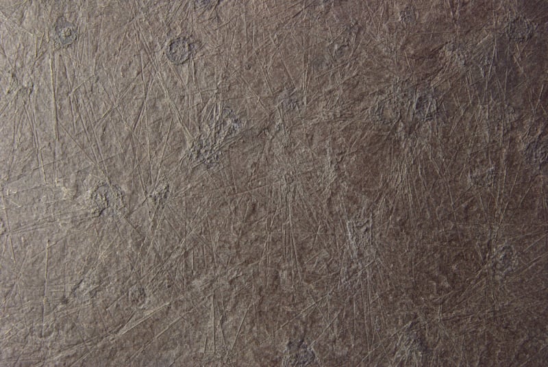 Diademopsis crinifera_Holzmaden_01c