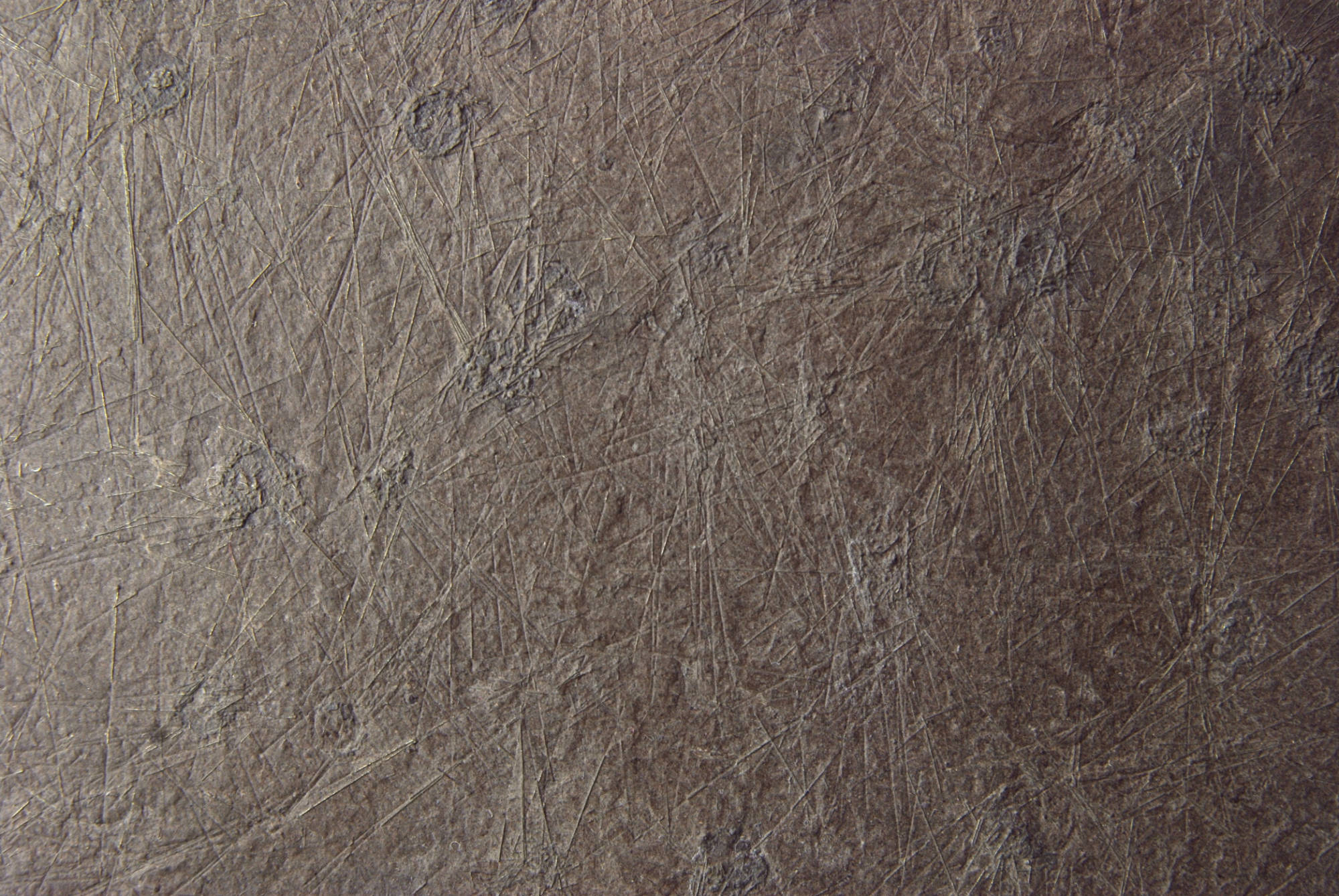 Diademopsis crinifera_Holzmaden_01c