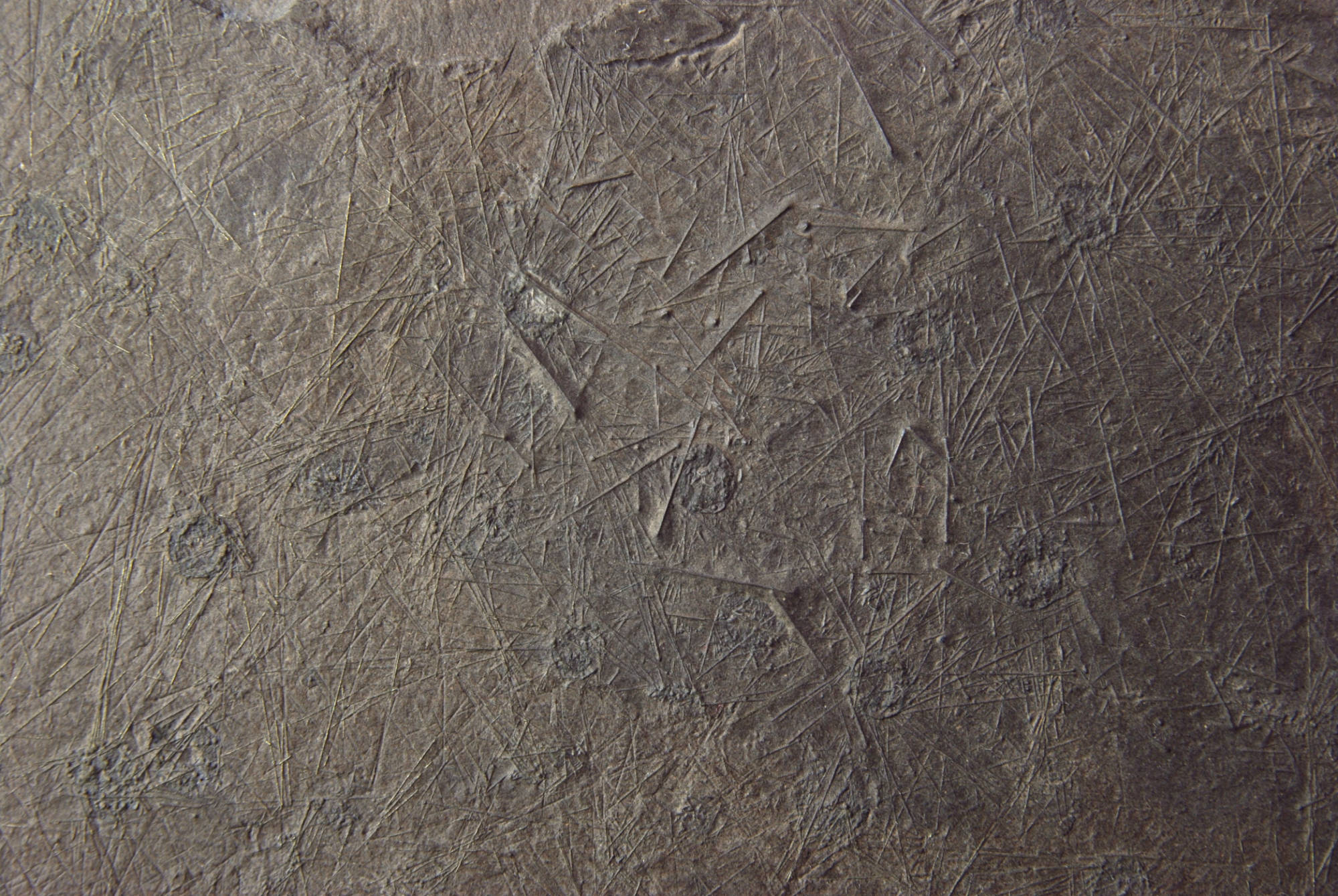 Diademopsis crinifera_Holzmaden_01b