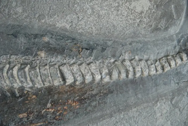 Stenopterygius quadriscissus_Holzmaden_08d