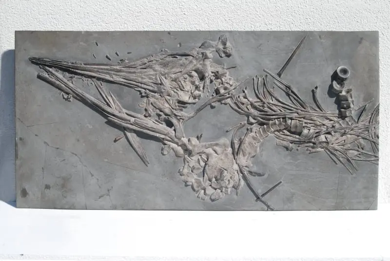 Ichthyosaurus quadriscissus_Holzmaden_05d
