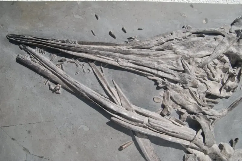 Ichthyosaurus quadriscissus_Holzmaden_05a