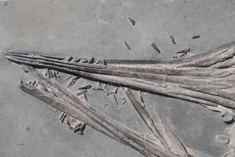 Ichthyosaurus quadriscissus_Holzmaden_05e