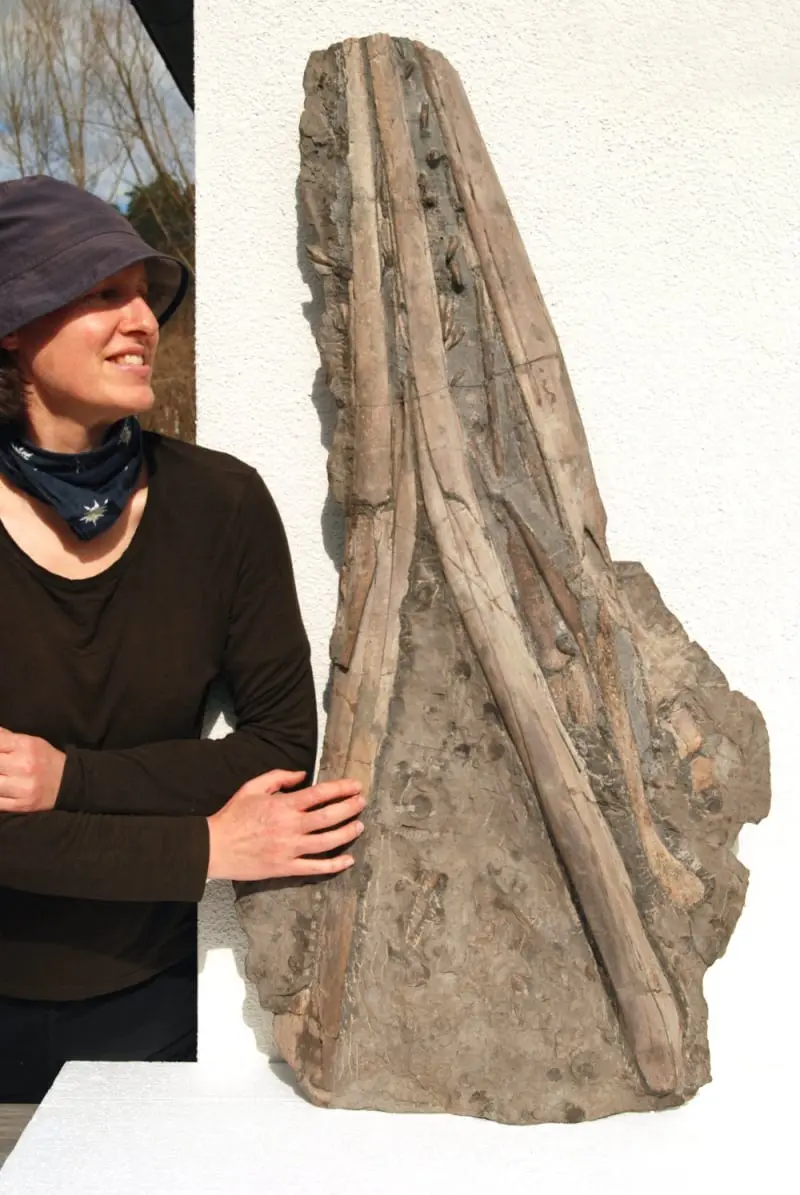 Ichthyosaurus Eurhinosaurus_Holzmaden_06c