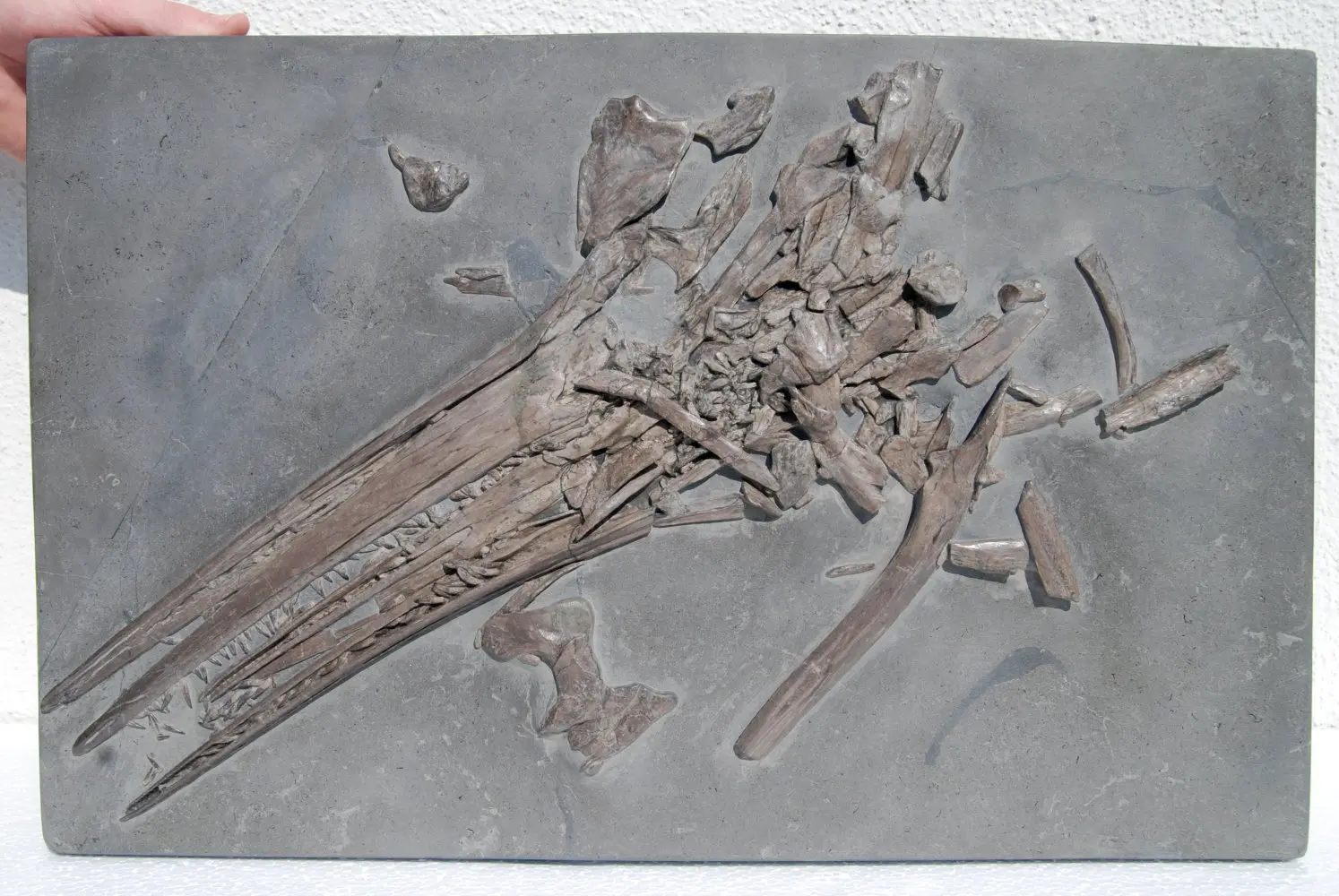 Ichthyosaurus_Holzmaden_04a
