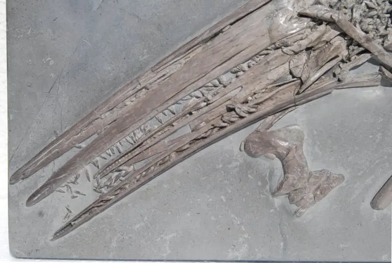 Ichthyosaurus_Holzmaden_04b