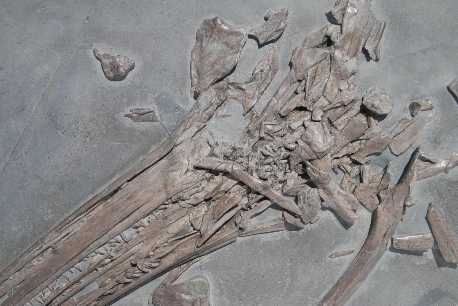 Ichthyosaurus_Holzmaden_05c