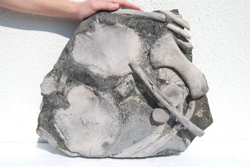 Ichthyosaurus_Holzmaden_03a