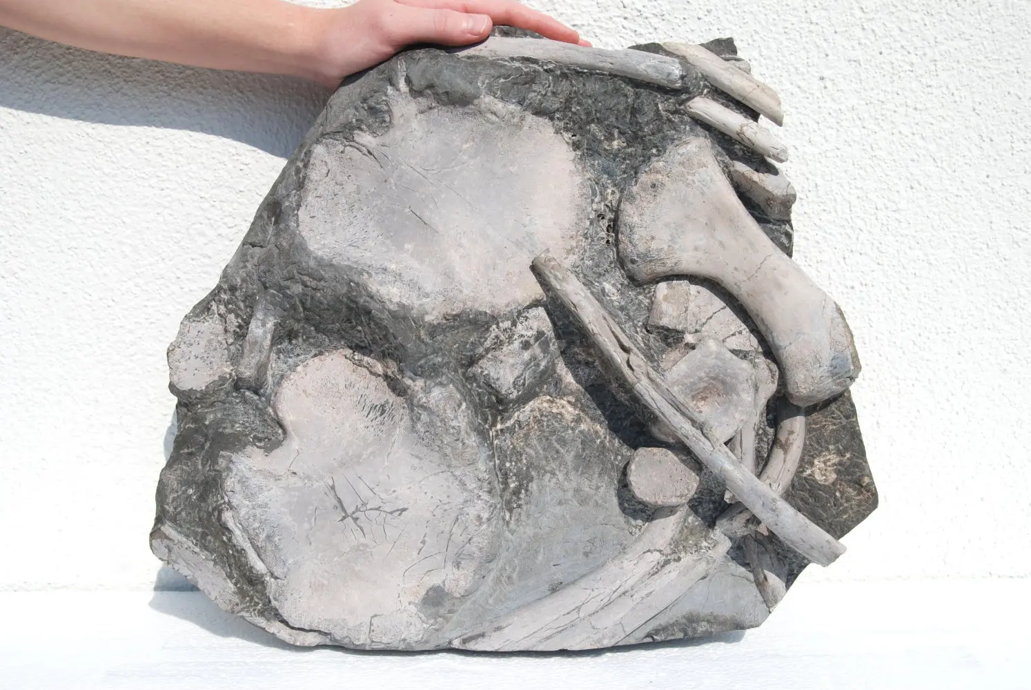 Ichthyosaurus_Holzmaden_03a