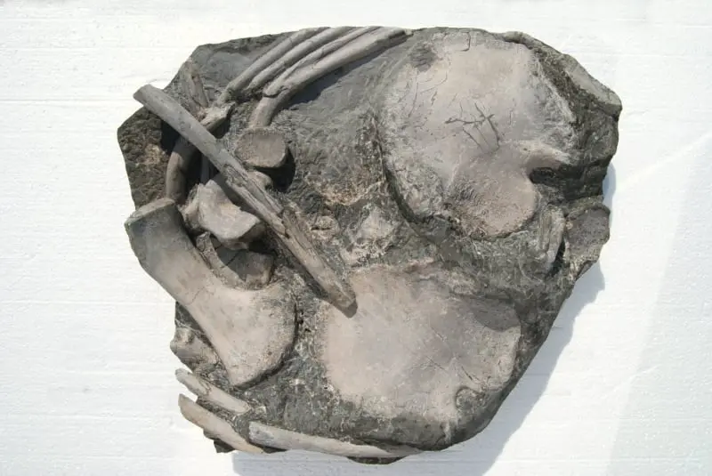 Ichthyosaurus_Holzmaden_03c