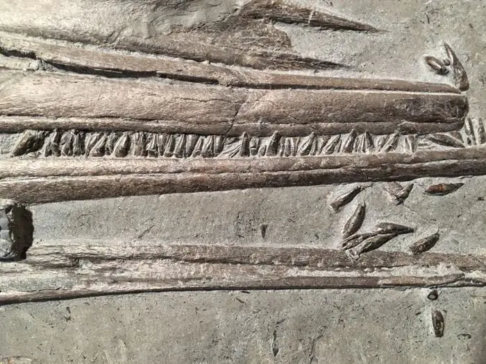 Stenopterygius quadriscissus_Holzmaden_#16d