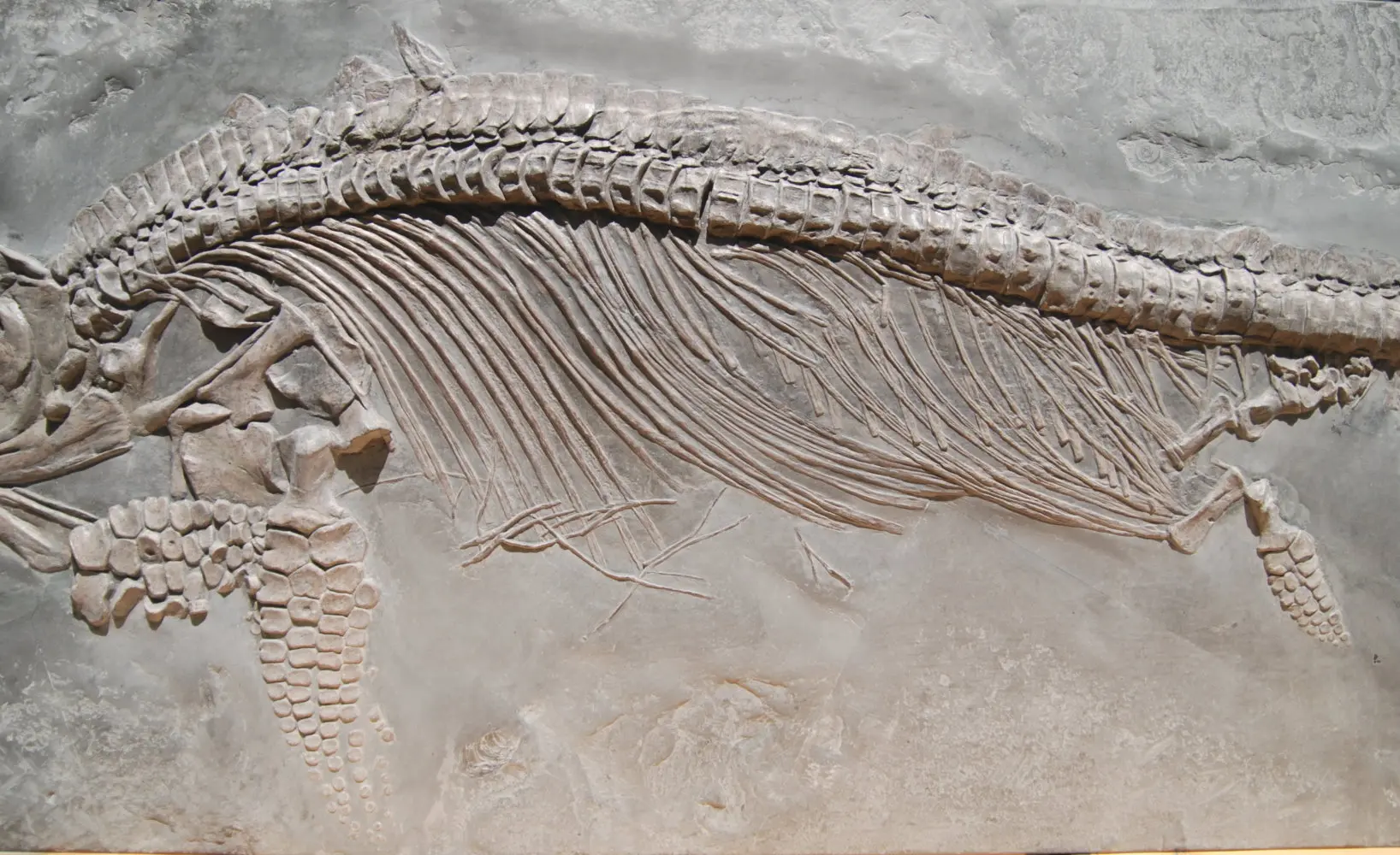 Stenopterygius quadriscissus_Holzmaden_12b