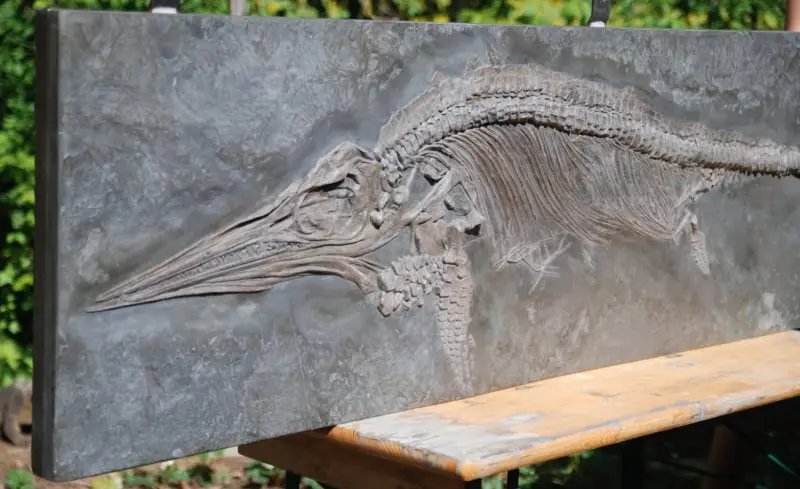 Stenopterygius quadriscissus_Holzmaden_12e