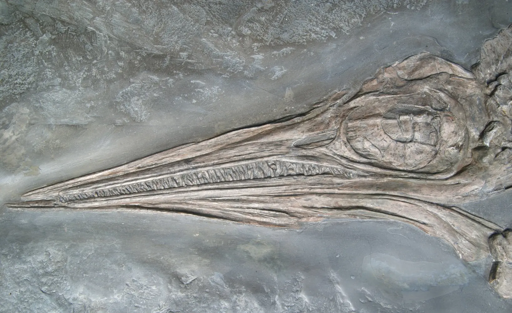 Stenopterygius quadriscissus_Holzmaden_12g