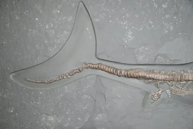 Stenopterygius quadriscissus_Holzmaden_10b