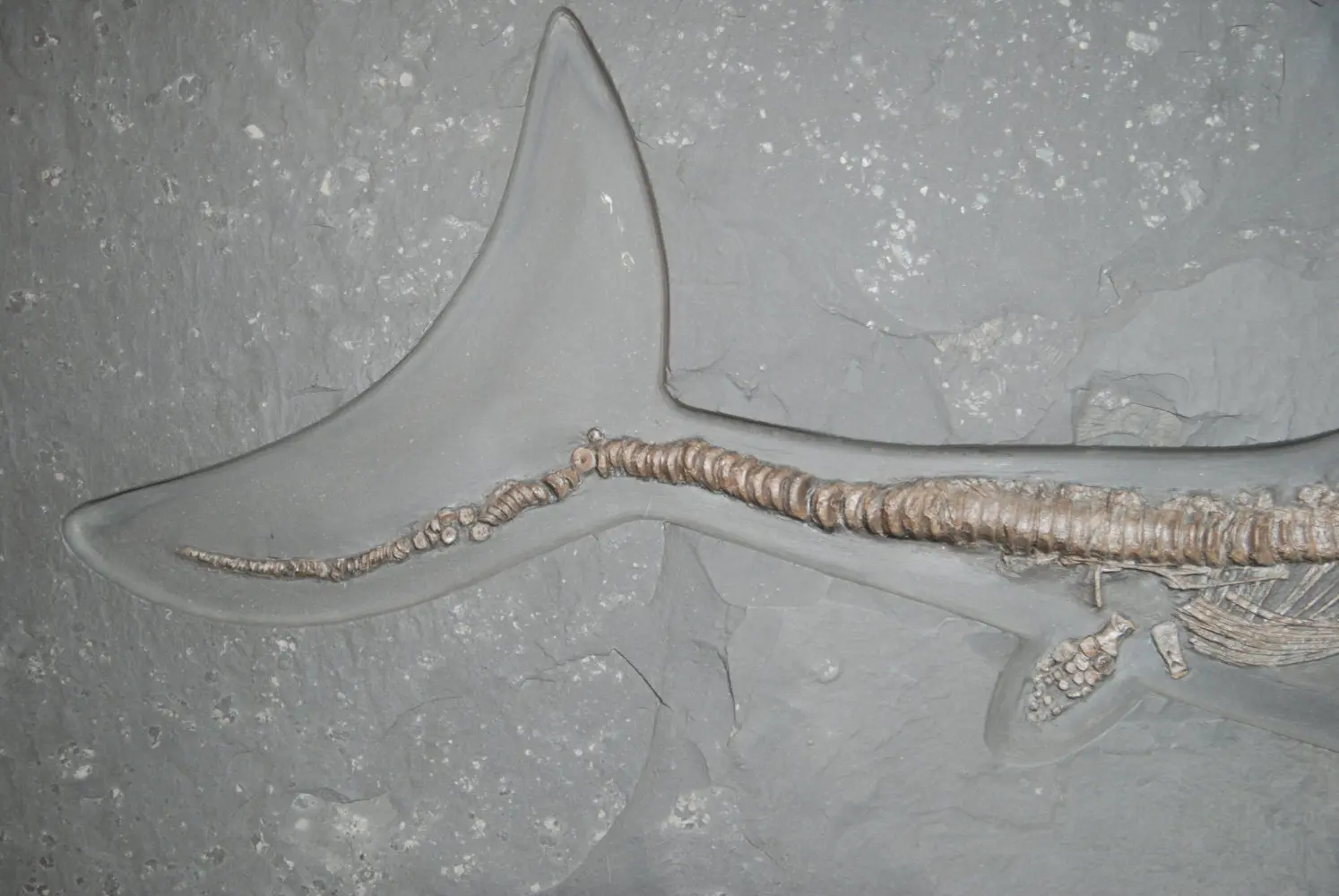 Stenopterygius quadriscissus_Holzmaden_10b