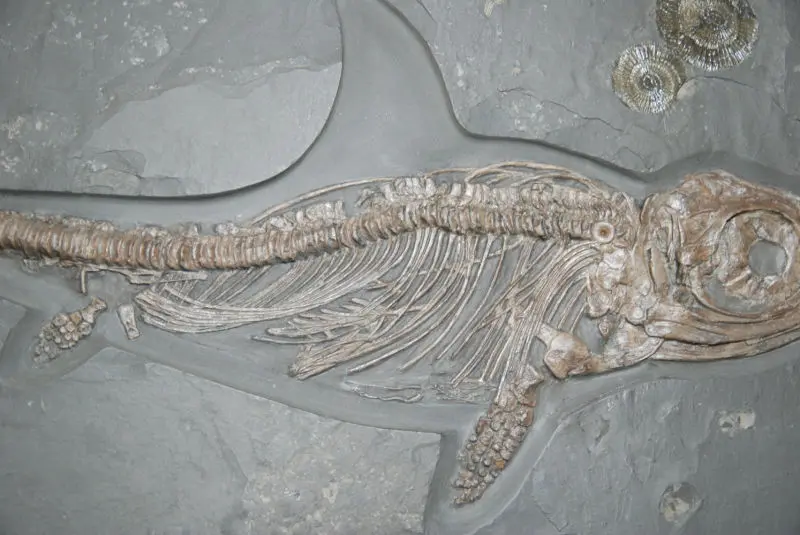 Stenopterygius quadriscissus_Holzmaden_#19c