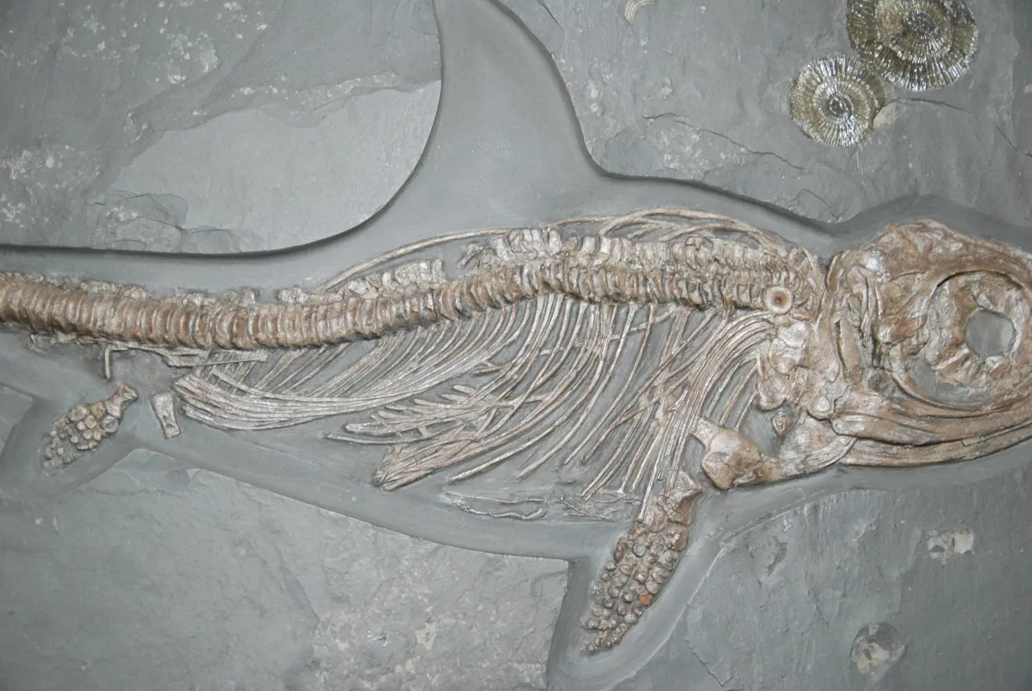 Stenopterygius quadriscissus_Holzmaden_#19c