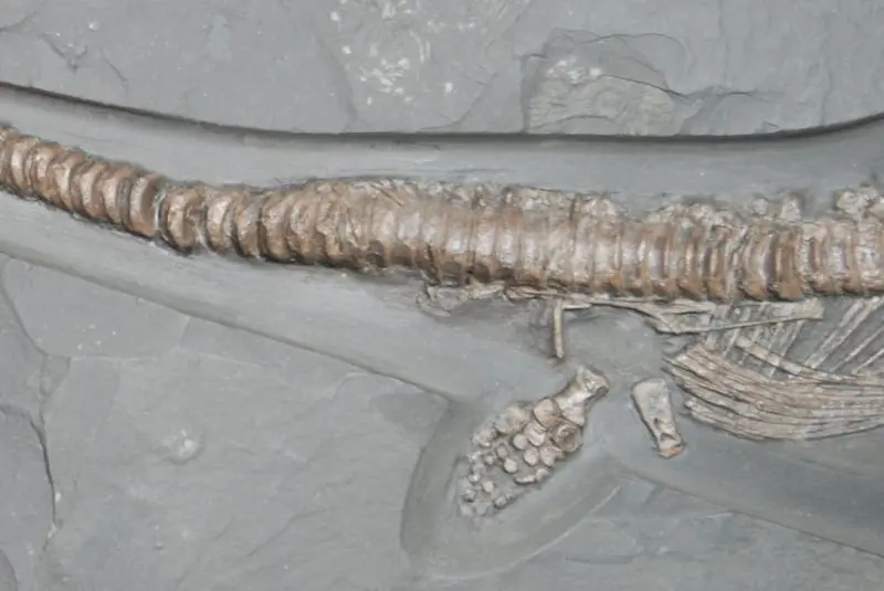 Stenopterygius quadriscissus_Holzmaden_10e