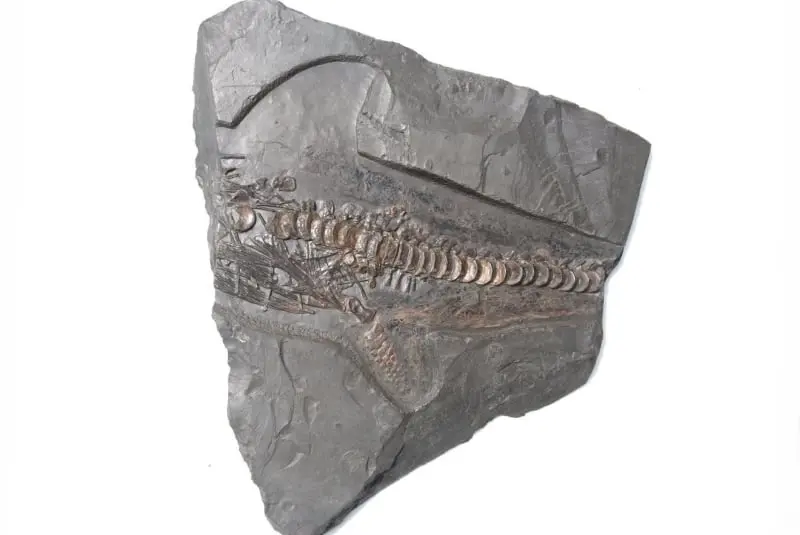 Stenopterygius quadriscissus_Holzmaden_11e