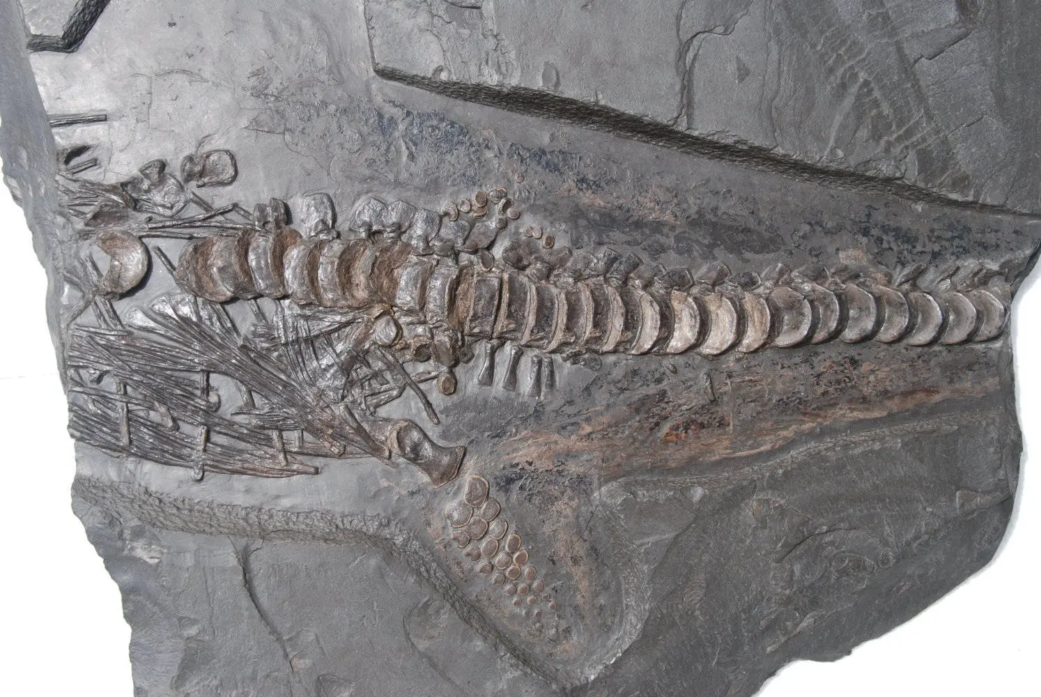 Stenopterygius quadriscissus_Holzmaden_11g