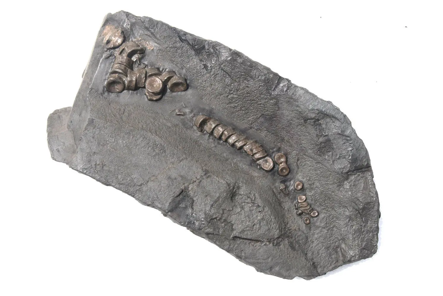 Stenopterygius quadriscissus_Holzmaden_11h