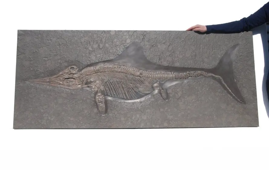 Stenopterygius quadriscissus_Holzmaden_a