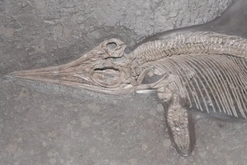 Stenopterygius quadriscissus_Holzmaden_b