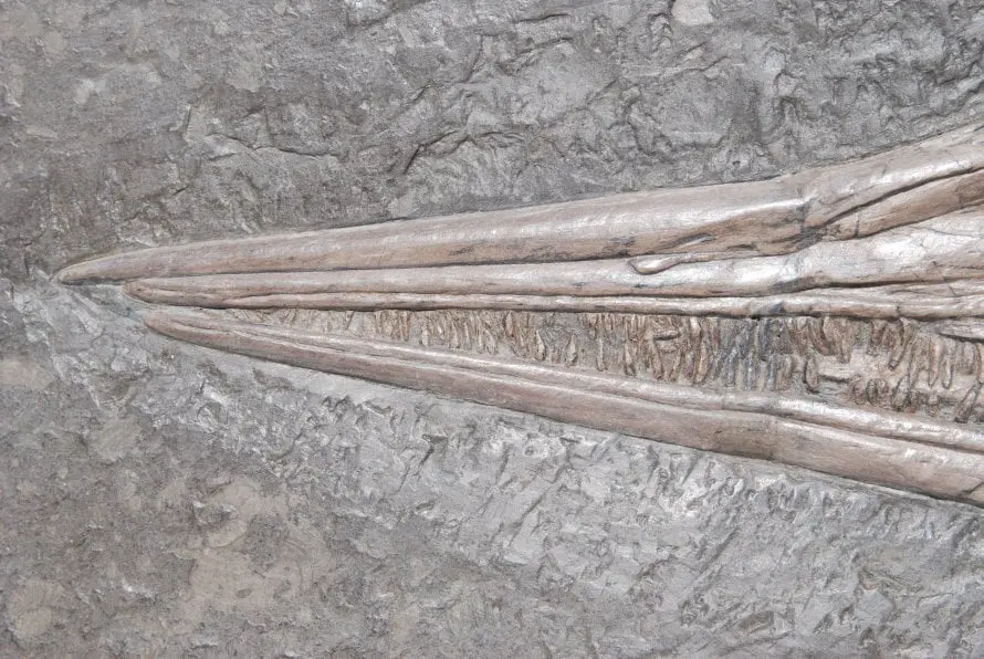 Stenopterygius quadriscissus_Holzmaden_d