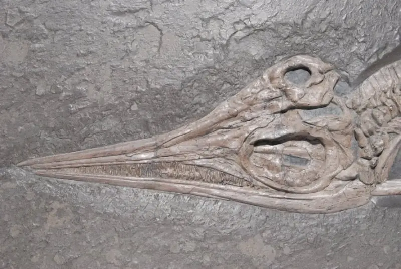 Stenopterygius quadriscissus_Holzmaden_e