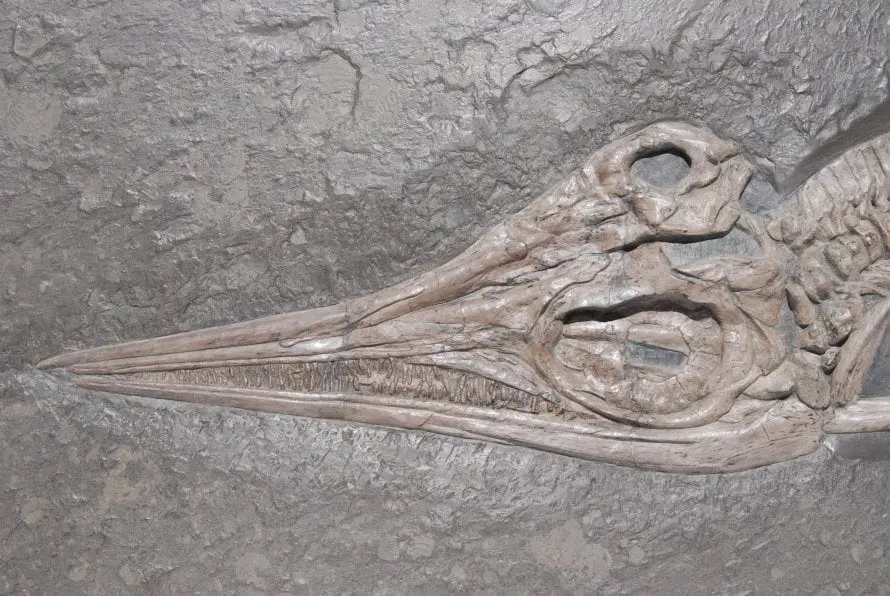 Stenopterygius quadriscissus_Holzmaden_e