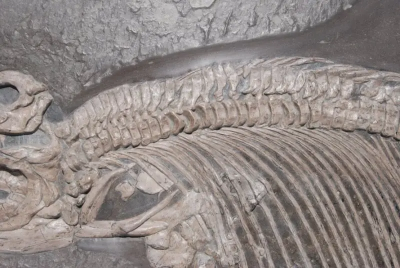 Stenopterygius quadriscissus_Holzmaden_f