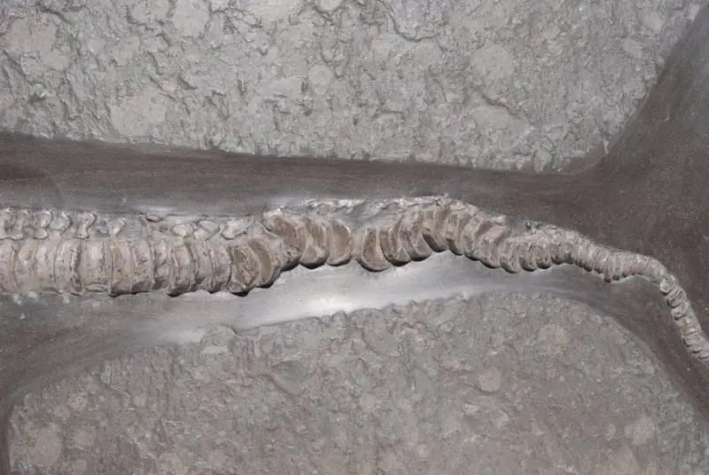 Stenopterygius quadriscissus_Holzmaden_k