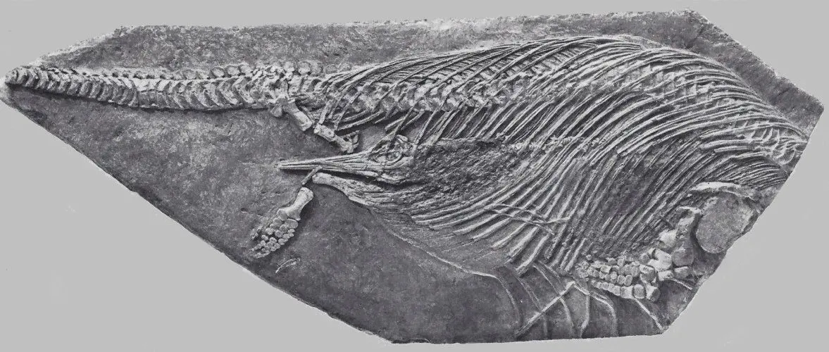Holzmaden_Ichthyosaur_1749