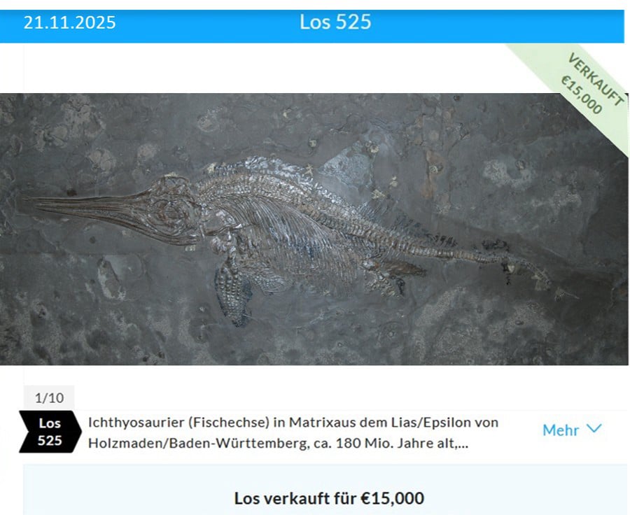 Ichthyosaurier Auktion