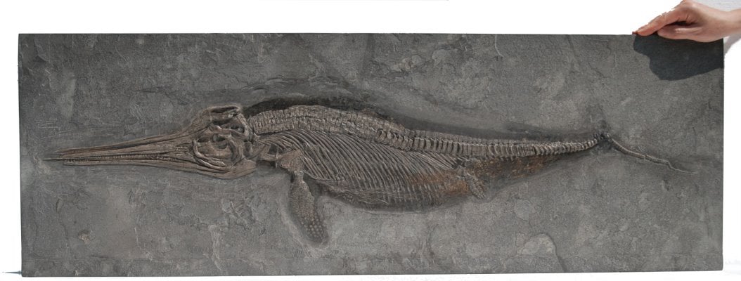Ichthyosaurier Vermittlung 114x39 cm