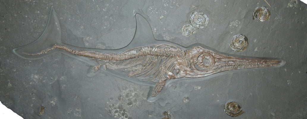 Ichthyosaurier Vermittlung 114x68 cm