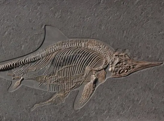 Ichthyosaur_embryo