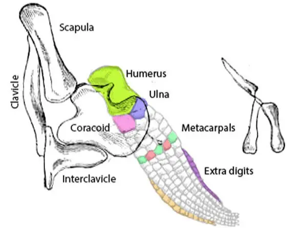Ichthyosaurus_pectoral