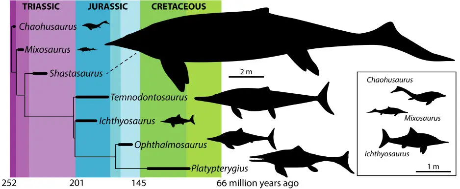 Ichthyosaurus_phylogeny