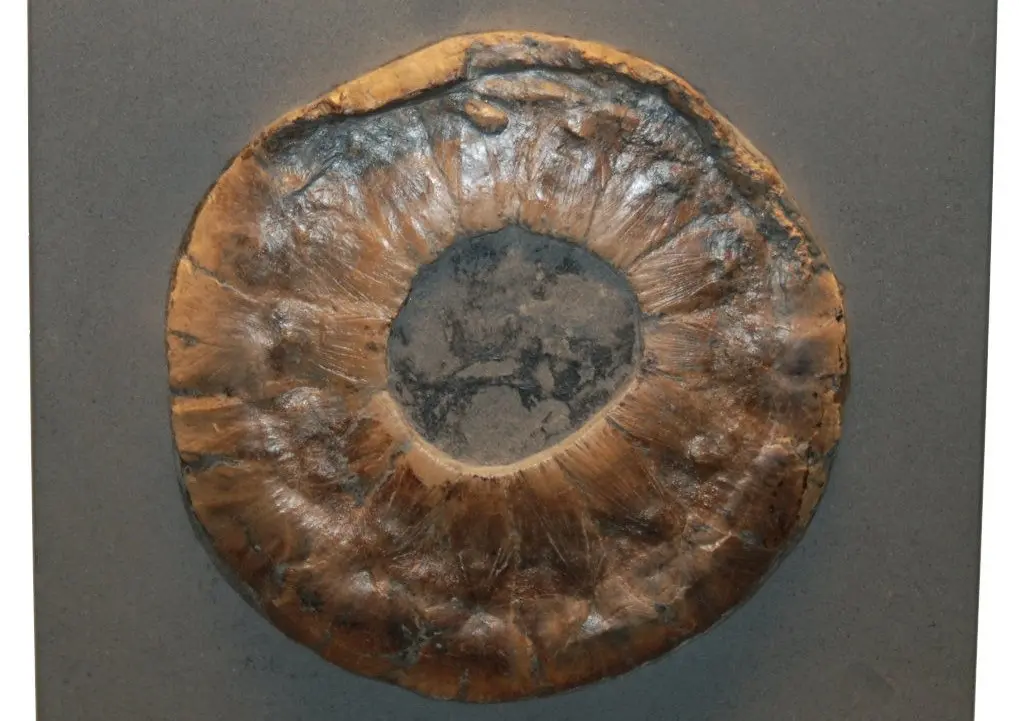 Ichthyosaurus_Scleral ring