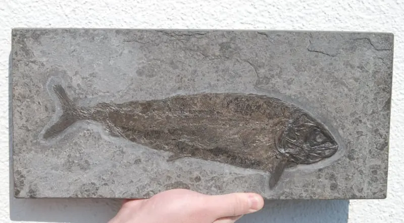 Hypsocormus insignis_Holzmaden_01a