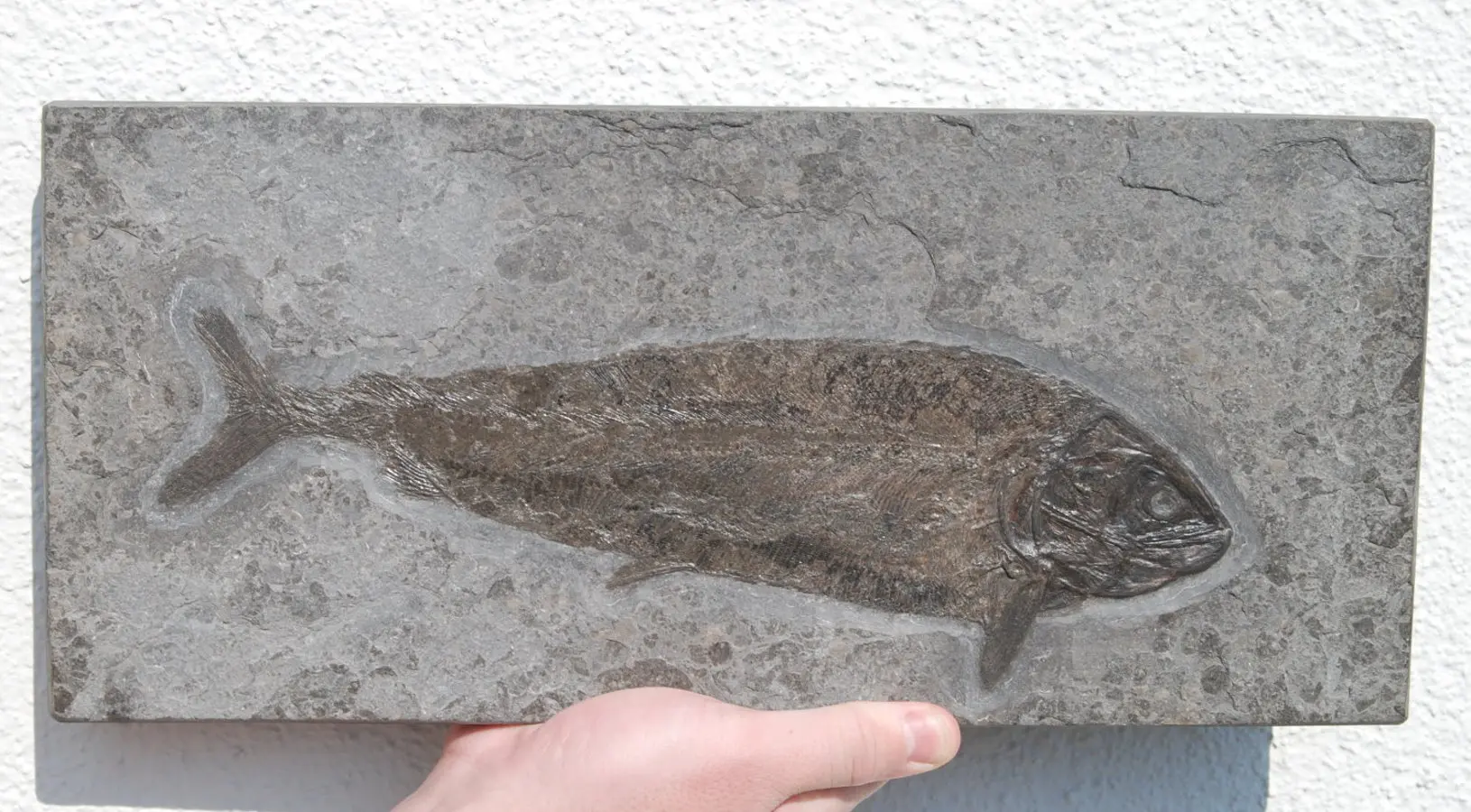 Hypsocormus insignis_Holzmaden_01a